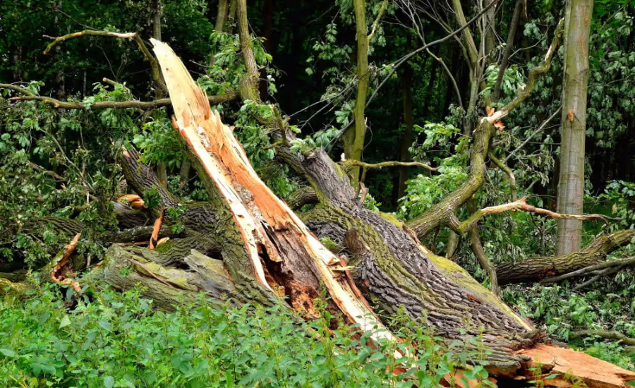 lightning struck tree