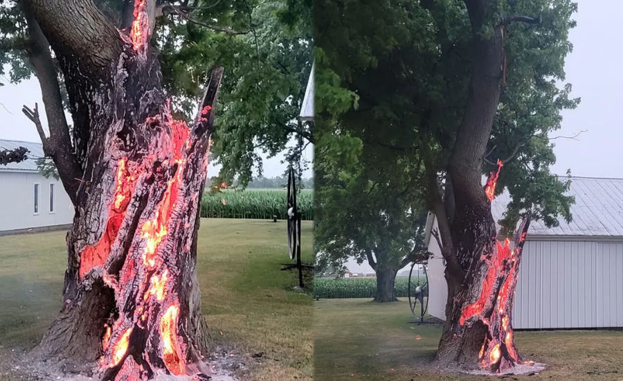 Recognizing The Signs Of A Lightning Struck Tree