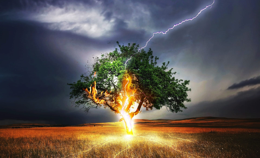 Proactive Measures: Lightning Protection for Trees